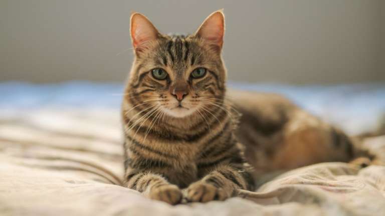 cats