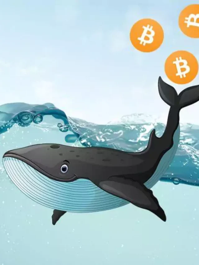 article_whale_1-1140x641-3