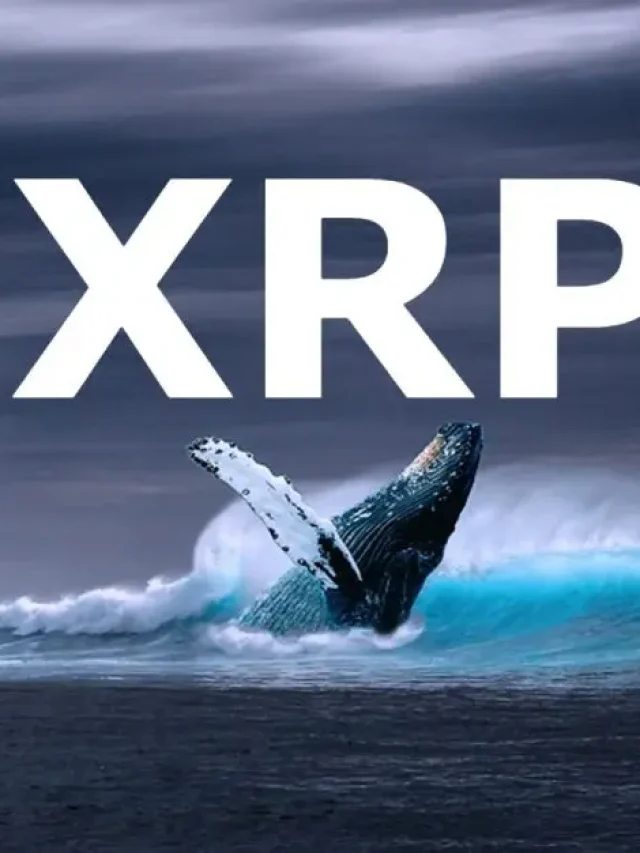 xrp-ripple-whale-800x627.jpg